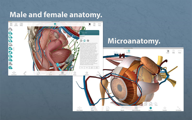 free torrent human anatomy atlas 2017 mac