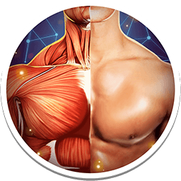 Human anatomy 3d pro bones and muscles 4 0 0 +