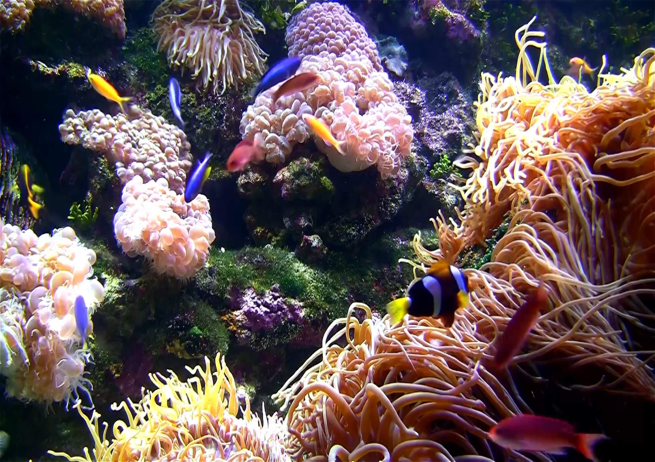 top 10 best aquarium screensaver